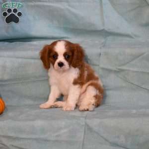 Sparkly, Cavalier King Charles Spaniel Puppy